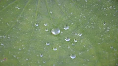 Water drop on lotus leaf. HD Stock-Footage 43993798