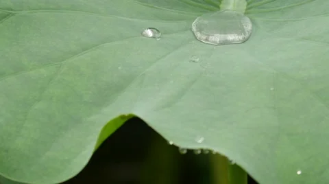 Water drop on the lotus leaf in a rain day Stock Footage 52103571