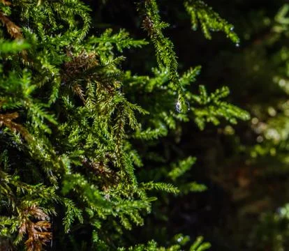 Water drop moss Foto stock