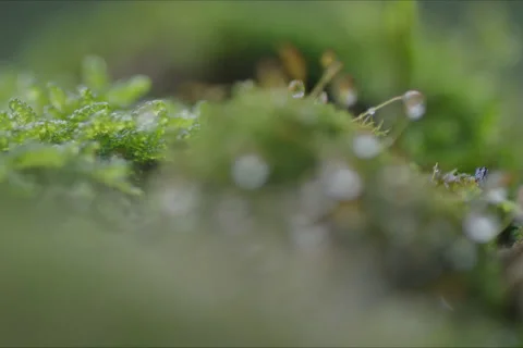 Water Drop Moss, Trees And Forest Landscape In Cuenca, Spain Stock Footage 231901795