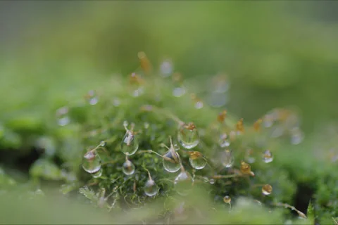 Water Drop Moss, Trees And Forest Landscape In Cuenca, Spain Stock Footage 231994554