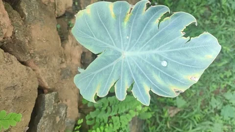 Water drop moving in big leaf Stock Footage