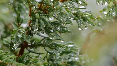 Water drop on the needles. Water drop on the macro. Stock Footage 84684512