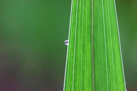 Water drop o a leaf Stock Photos