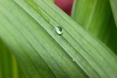 Water drop o a leaf Stock Photos