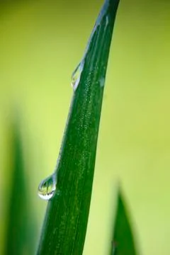 Water drop Stock Photos