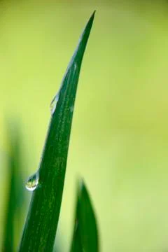 Water drop Stock Photos