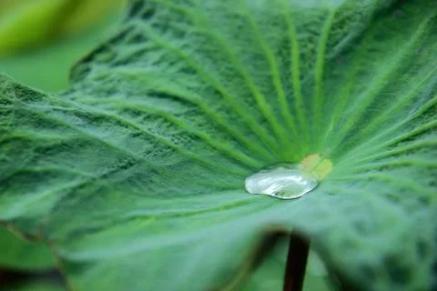 Water drop Stock Photos