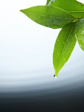 Water drop Stock Photos