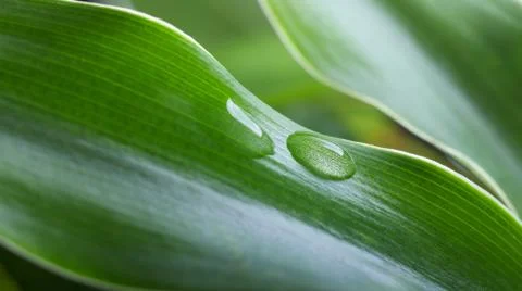 Water drop Stock Photos