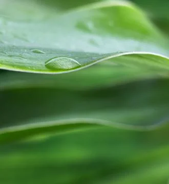 Water drop Stock Photos