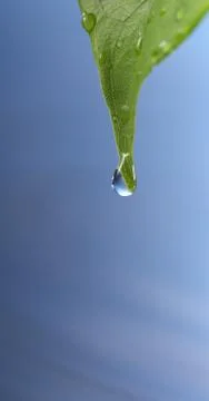 Water drop Stock Photos