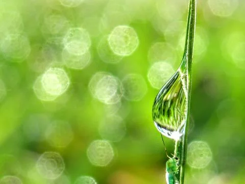 Water drop Stock Photos