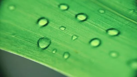 Water drop Stock Photos