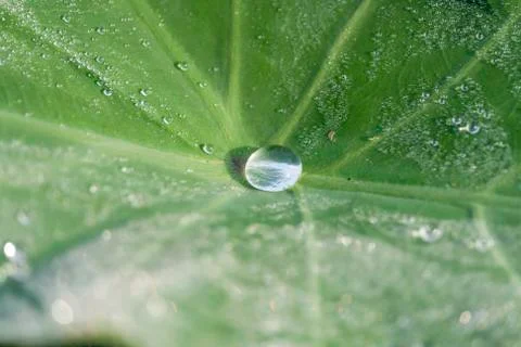 Water drop Stock Photos
