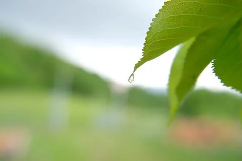Water drop Stock-Fotos