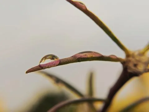Water drop Stock Photos
