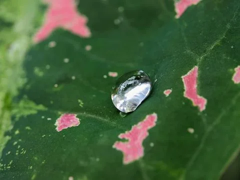 Water drop Foto stock