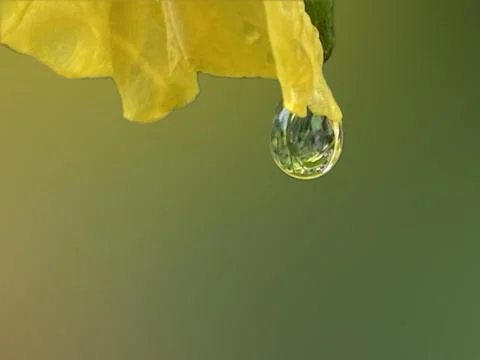 Water drop Stock Photos