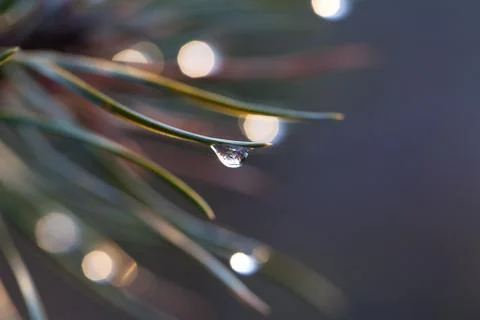 Water drop on pine-needle Stock Photos