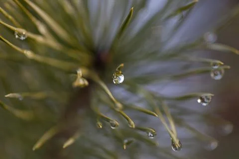 Water drop on pine-needle Stock Photos