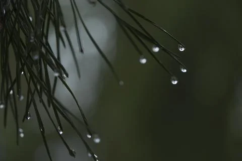 Water Drop on Pine Needle with Soft Green Background Stock Photos