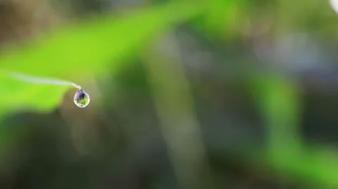 Water drop on plant Stock Footage 36097860