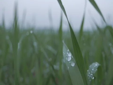 Water drop in a plant Stock Footage