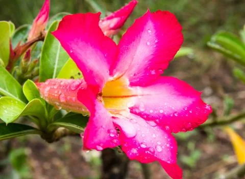 Water drop on  red desert rose flower close up and flowers at backgroud Stock Photos