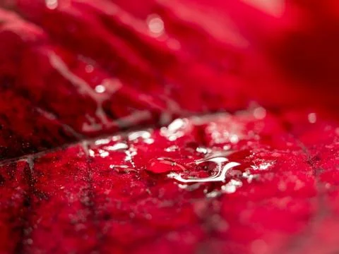 Water drop on red leaf texture. Micrograph of a leaf texture. Stock Photos