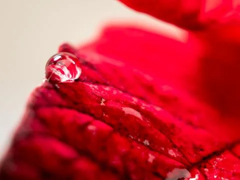 Water drop on red leaf texture. Micrograph of a leaf texture. Stock Photos