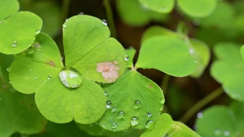 Water drop reflecting on a green clover leaf 動画素材 342943402