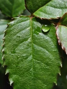 Water drop on rose leaf Stock Photos