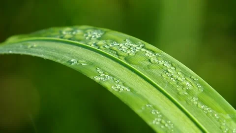 Water drop shine in sun light. Stock Footage 334439240
