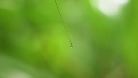 Water Drop in Slow Motion Falls from Plant Stem Against Green Bokeh Background. Stock Footage 338363583