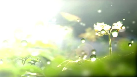 Water drop, slow motion, purity Stock Footage 314987119