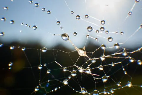 Water drop on a spider web. Stock Photos