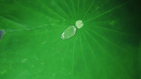 Water Drop Swinging On Lotus Leaf Video stock 254031748