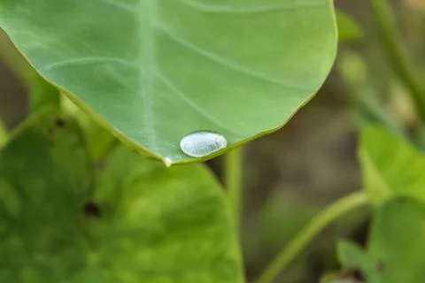 A water drop on a Taro Root Leaf - Water conservation concept. Stock Photos