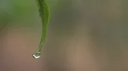 Water Drop On The Tip Of Green Leaf Stock Footage