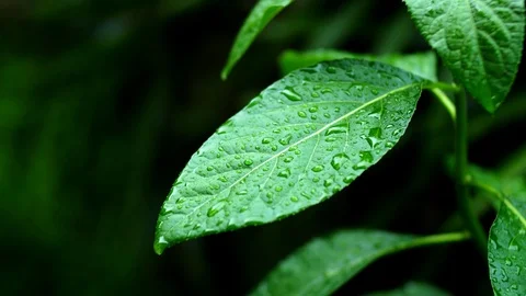 Water drop on a wet leaf after raining in 4K Video stock 109081443