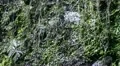 Water droping in rainforest with sound 20110429 165223 HD Footage