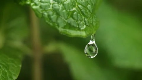 Water Droplet Dripping from Mint Leaf in Macro 1000fps Stock Footage