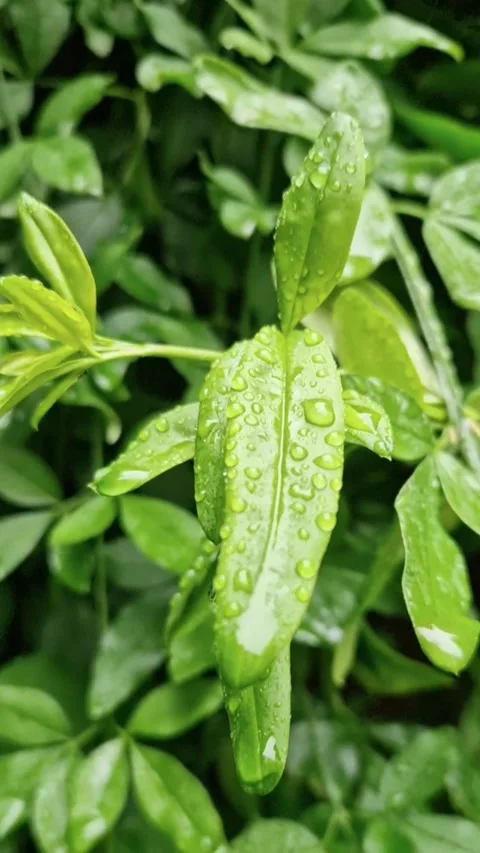 Water droplet falling from a green leaf during rain 動画素材 321704056