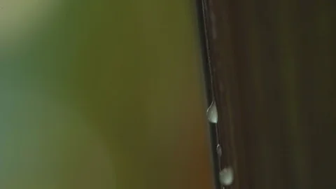 Water droplet falling from leaf Stock Footage 108738213
