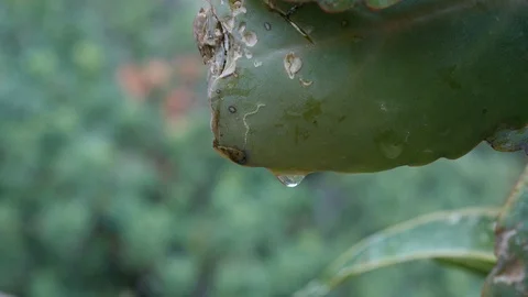 Water droplet falling from leaf. Stock Footage 121495943