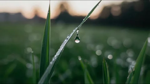Water Droplet Falling from Leaf Macro, Nature Freshness Concept, Slow Motion Stock Footage 332070594