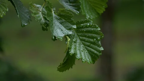 Water droplet falling from a leaf (slow motion) Stock Footage 115483642