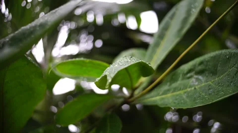 Water Droplet Falling on a Tropical Leaf, Guadeloupe Stock-Footage 237585029