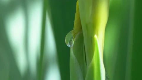 Water Droplet Stock Footage 143700541